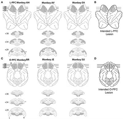 Contributions of Lateral and Orbital Frontal Regions to Abstract Rule Acquisition and Reversal in Monkeys